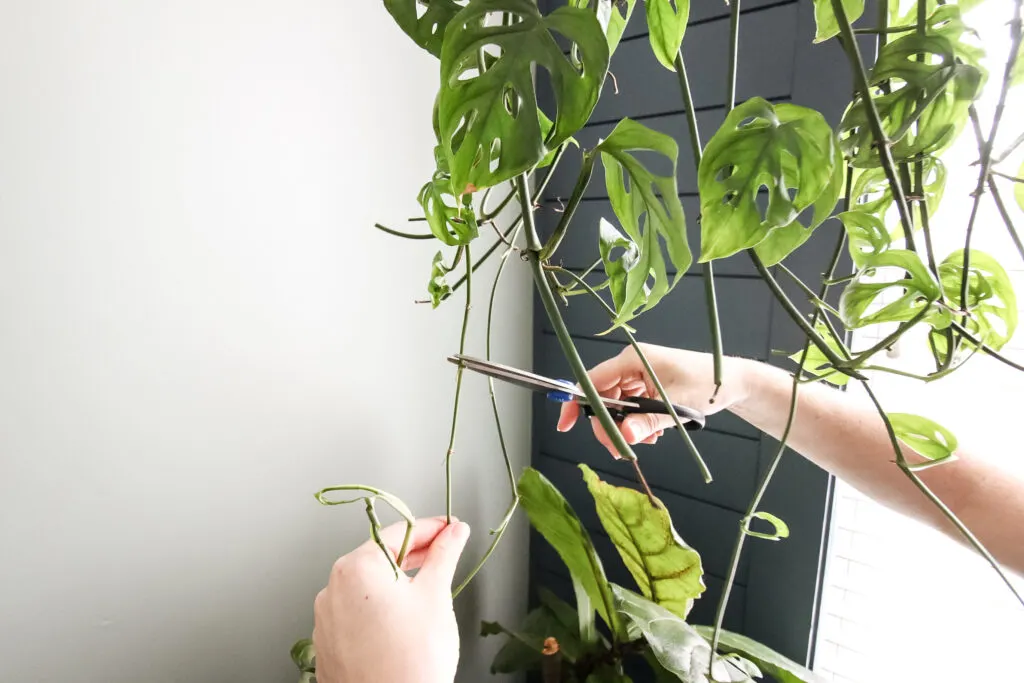 cutting a branch on a swiss cheese plant