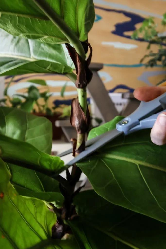 cutting a fiddle leaf fig to propagate