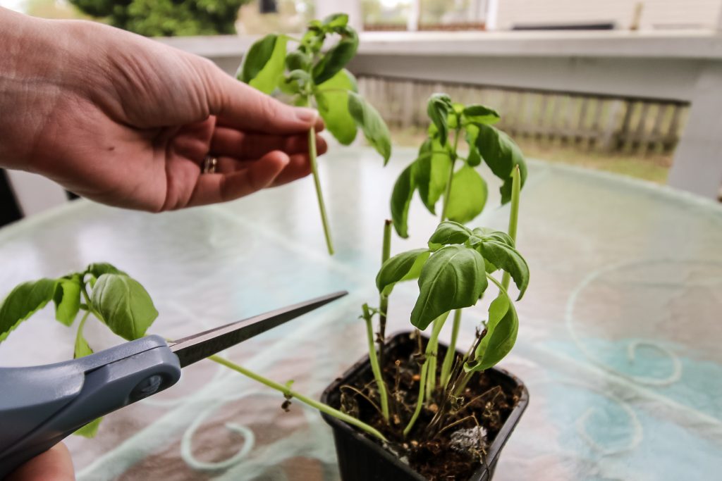 cutting a stem off a basil plant