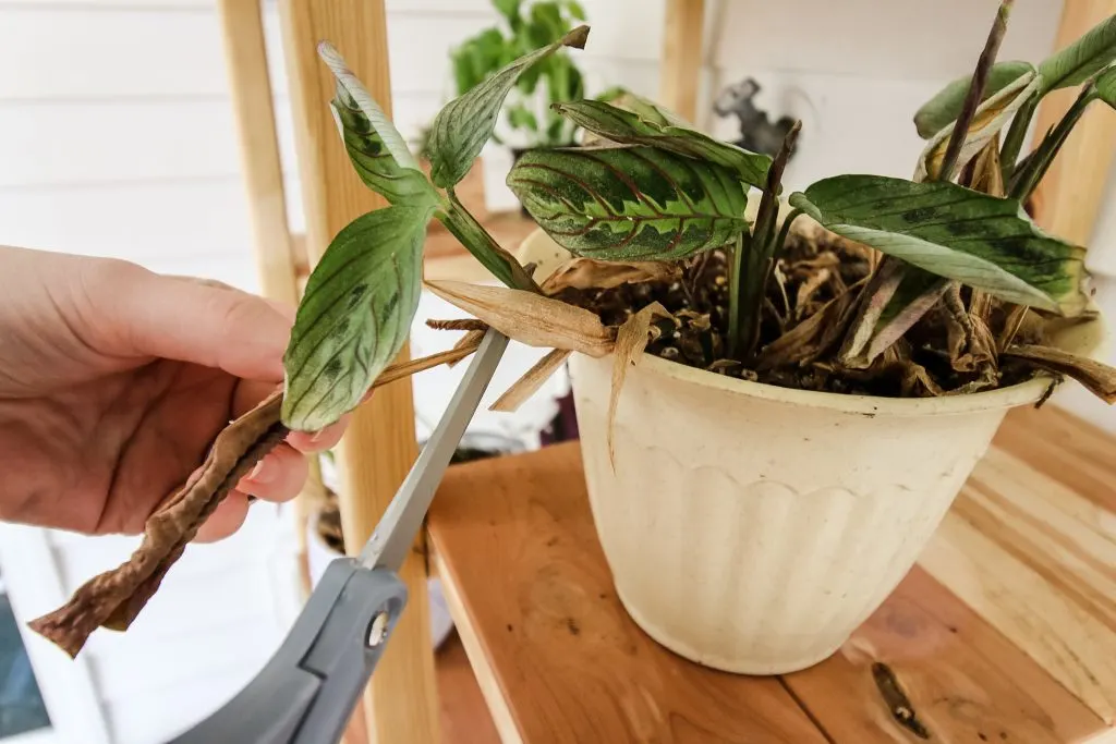 cutting brown crispy leaf off plant