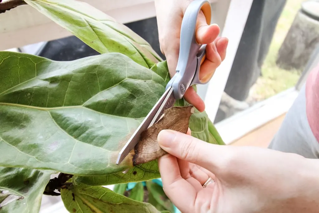 cutting brown spot off of fiddle leaf fig plant