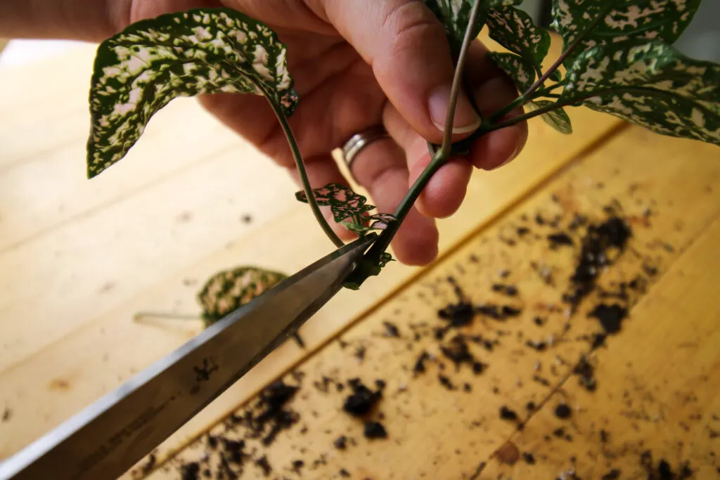 cutting leaves off of a polka dot plant