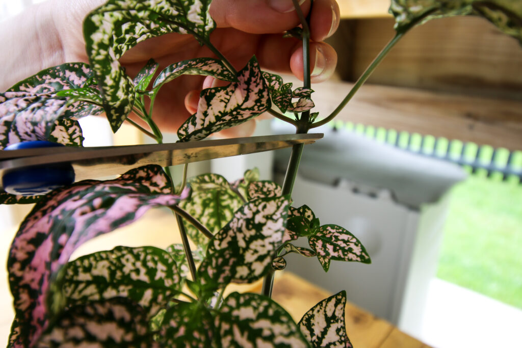 cutting stem of a polka dot plant