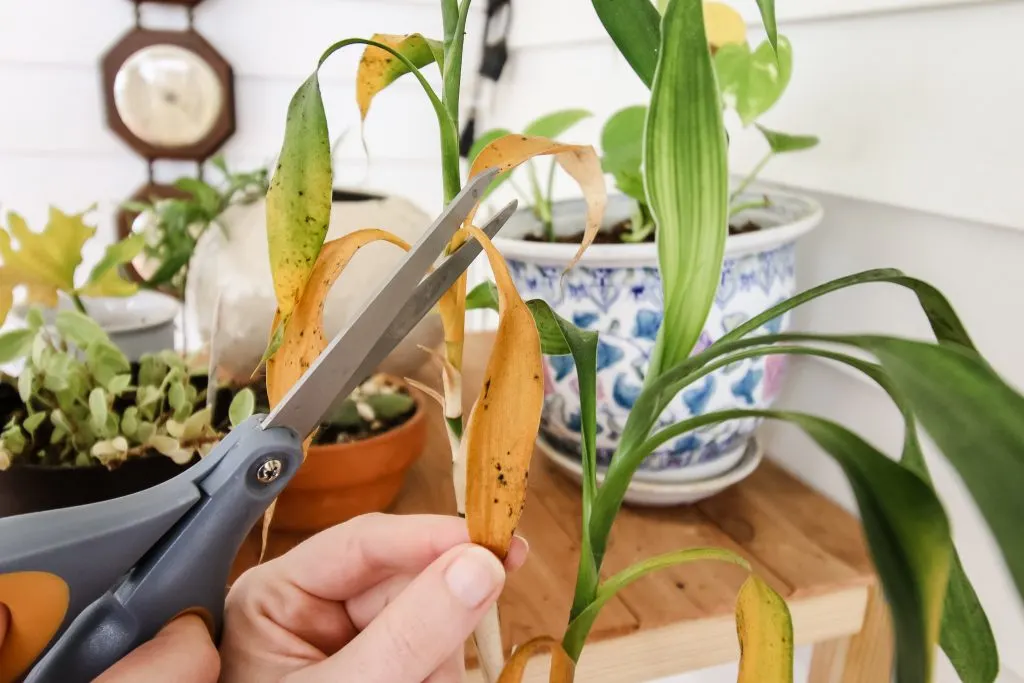 cutting yellow leaf off plant