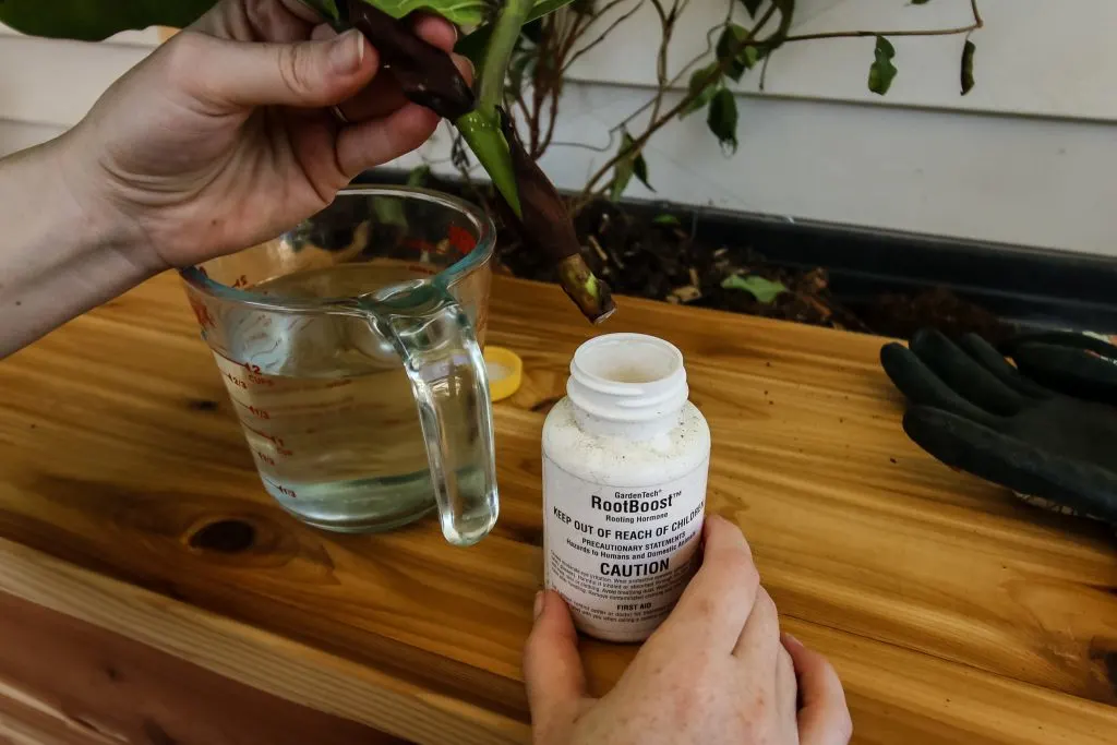 dipping fiddle leaf fig cutting in rooting hormone