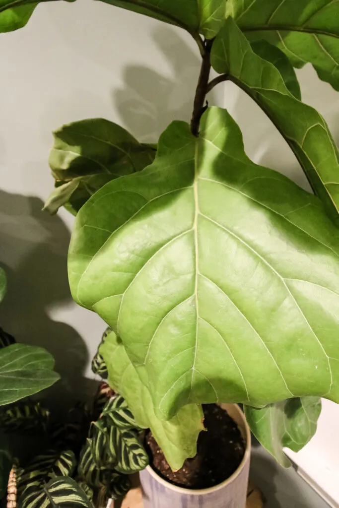 fiddle leaf fig leaf