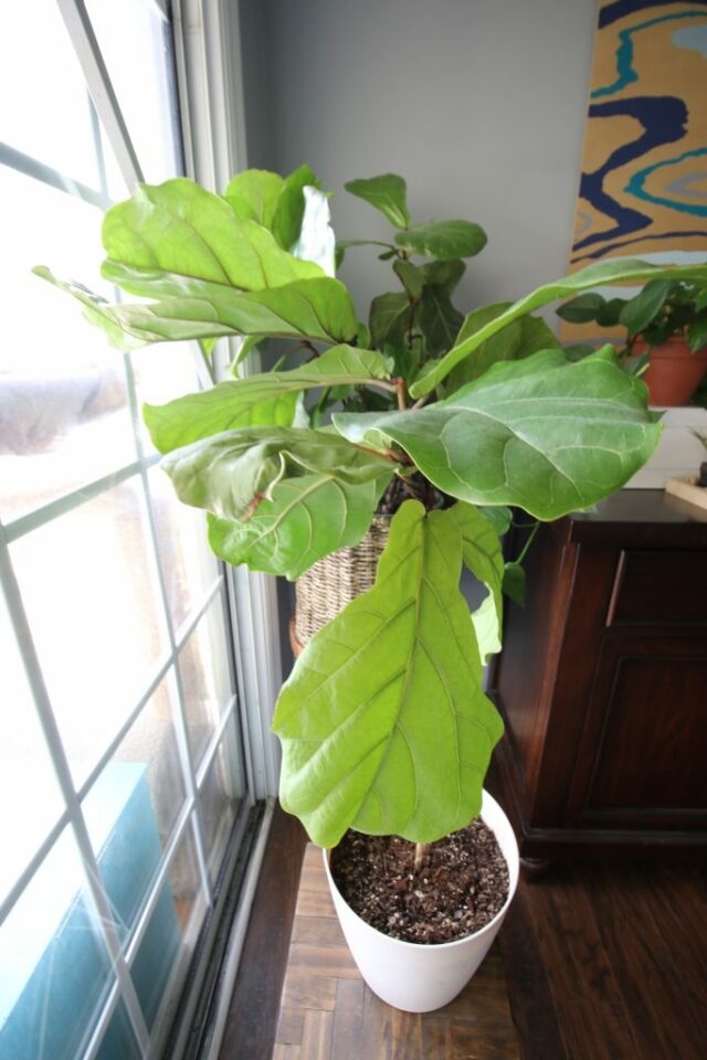 How to propagate a fiddle leaf fig from stem cuttings - keep your ...