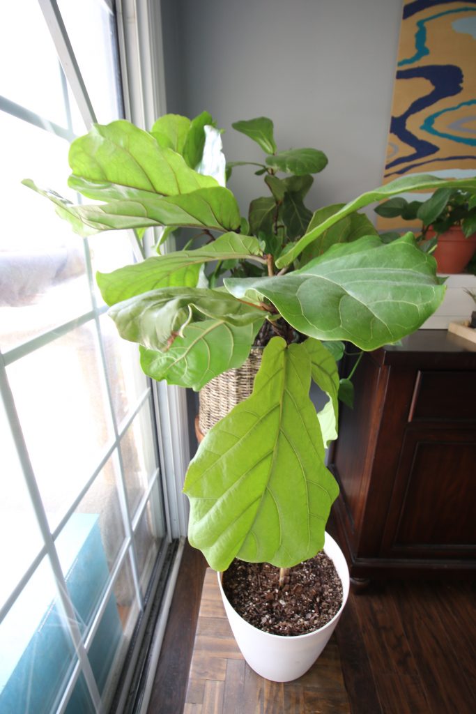 fiddle leaf fig plant after cutting