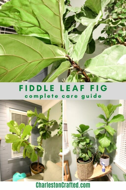The complete Fiddle Leaf Fig Care Guide keep your plants alive