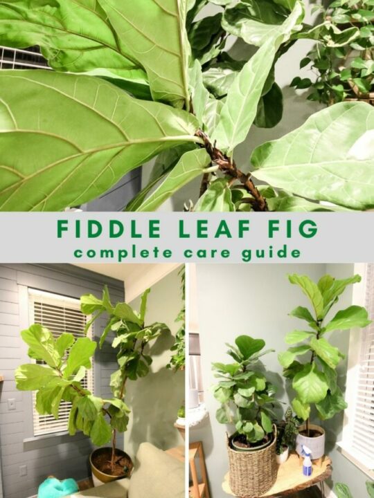 How to propagate a fiddle leaf fig from stem cuttings - keep your ...