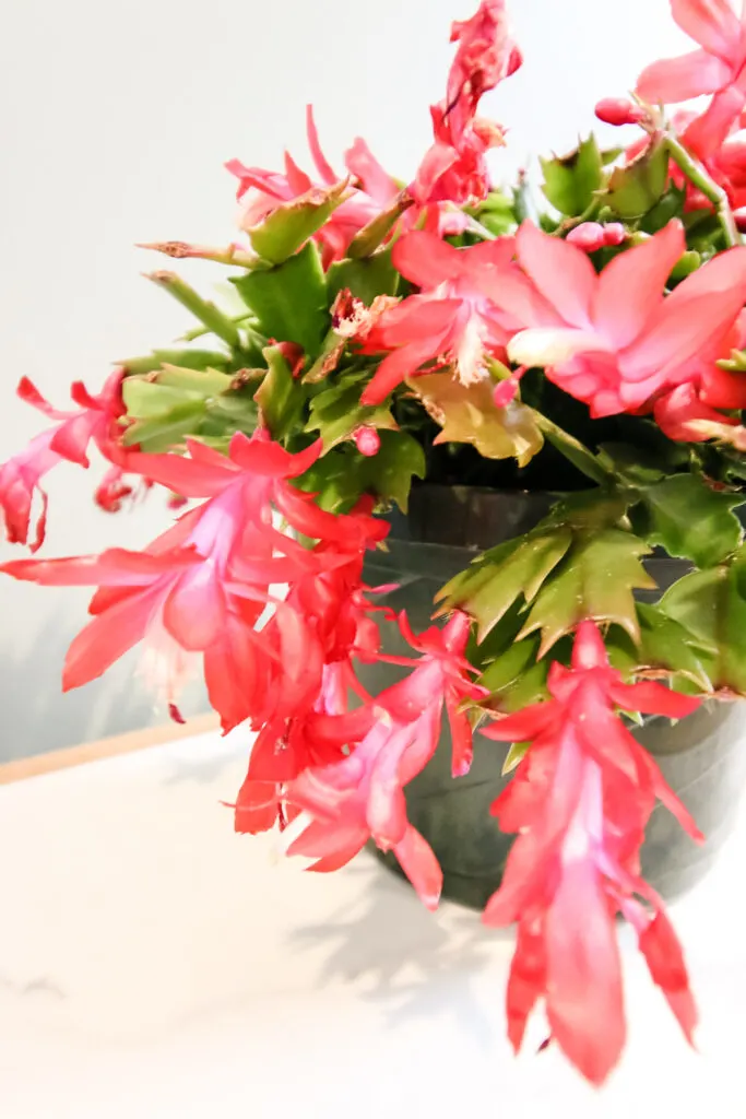 flowers on a thanksgiving cactus