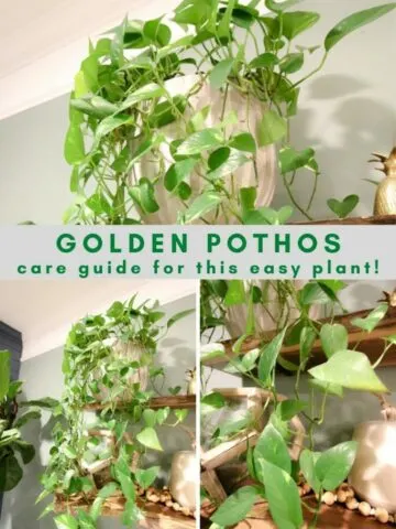 golden-pothos-plant-care-guide-683x1024