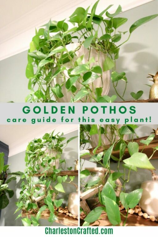 The complete Golden Pothos plant care guide - keep your plants alive