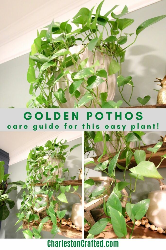 The Complete Golden Pothos Plant Care Guide Keep Your Plants Alive The Complete Golden Pothos Plant Care Guide Keep Your Plants Alive