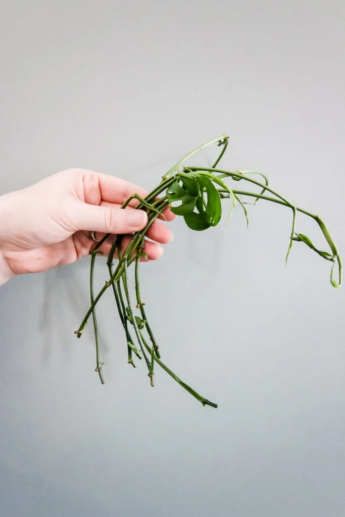 handful of swiss cheese plant cuttings