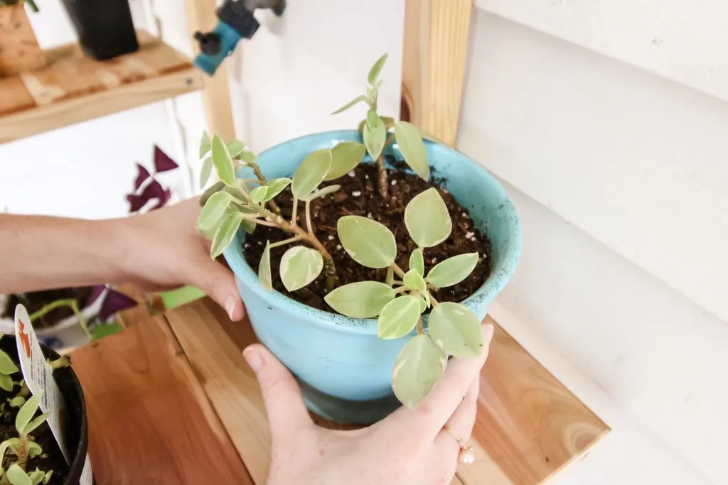 hands on a pot of pepperomia