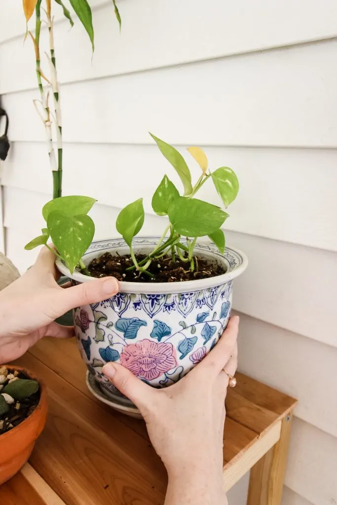 hands on a pothos pot