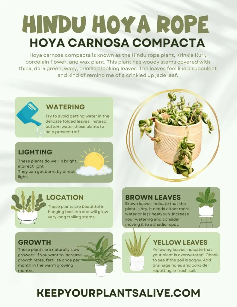 hindu hoya rope plant care guide