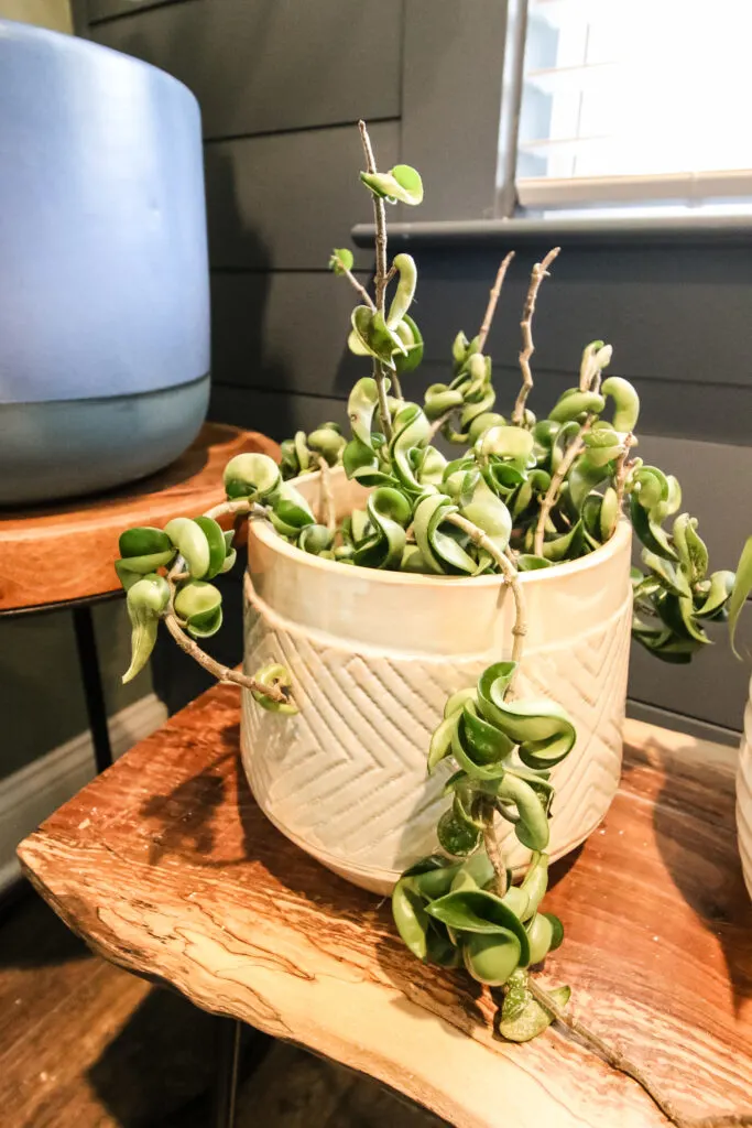 hindu hoya rope plant in a pot on a table