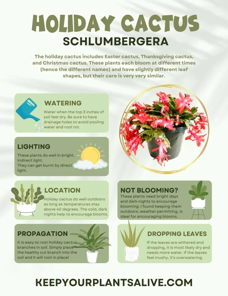 holiday cactus plant care guide