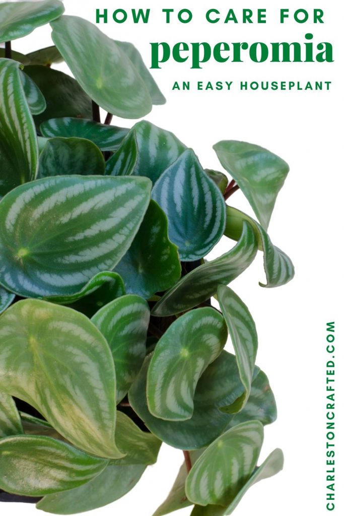 how-to-care-for-peperomia-683x1024