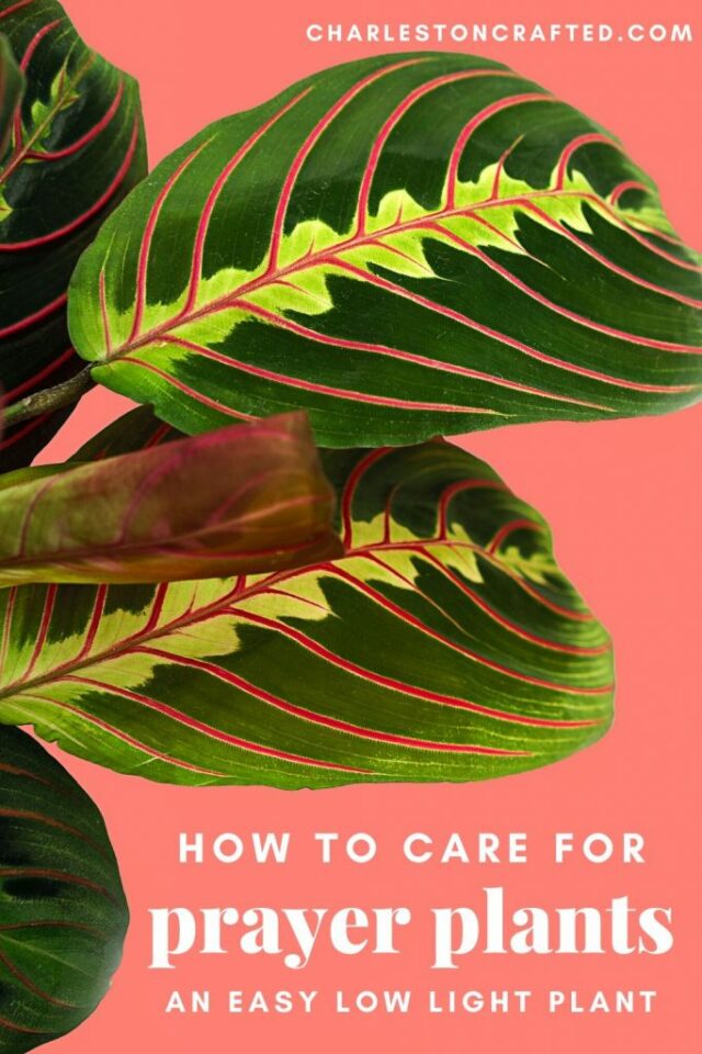 How to propagate prayer plant Maranta Propagation keep your plants