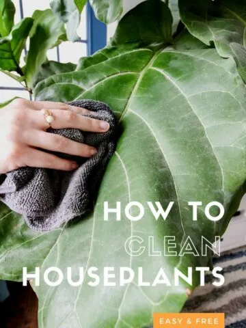 how-to-clean-house-plants-683x1024