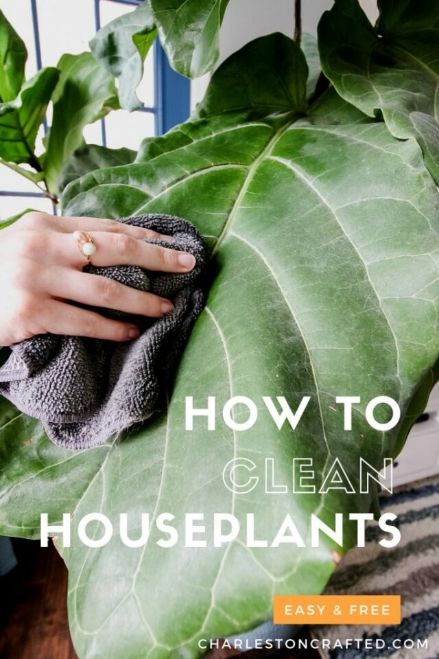 How to clean houseplant leaves keep your plants alive