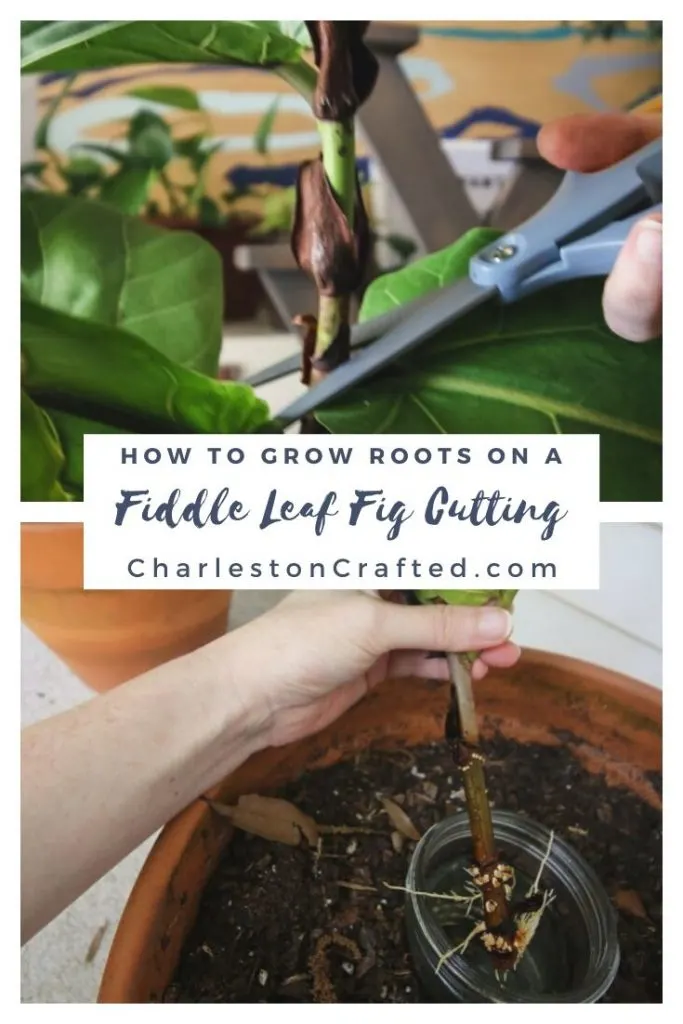 how to grow roots on a fiddle leaf fig cutting