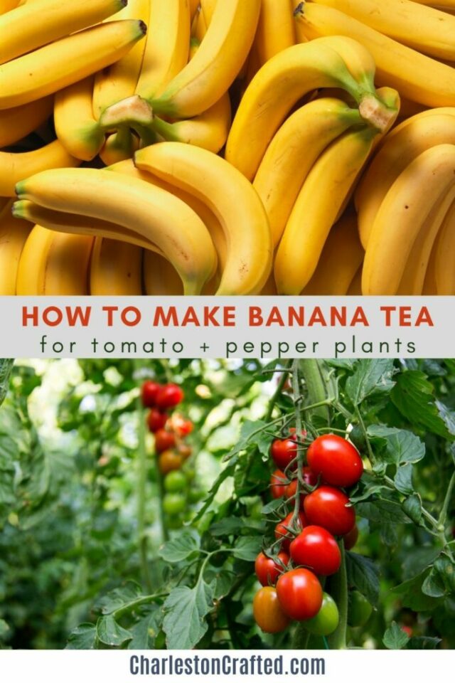 How To Make Banana Peel Water For Your Tomato Plants! - Keep Your ...