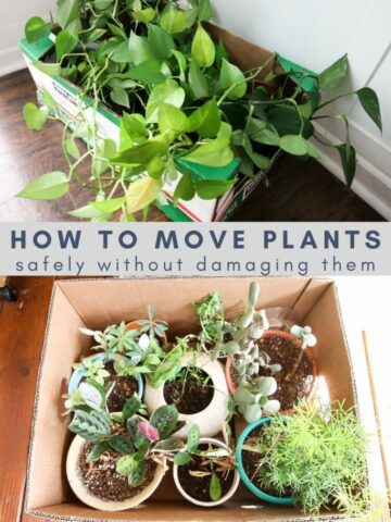 how-to-move-plants-safely-without-damaging-them-683x1024