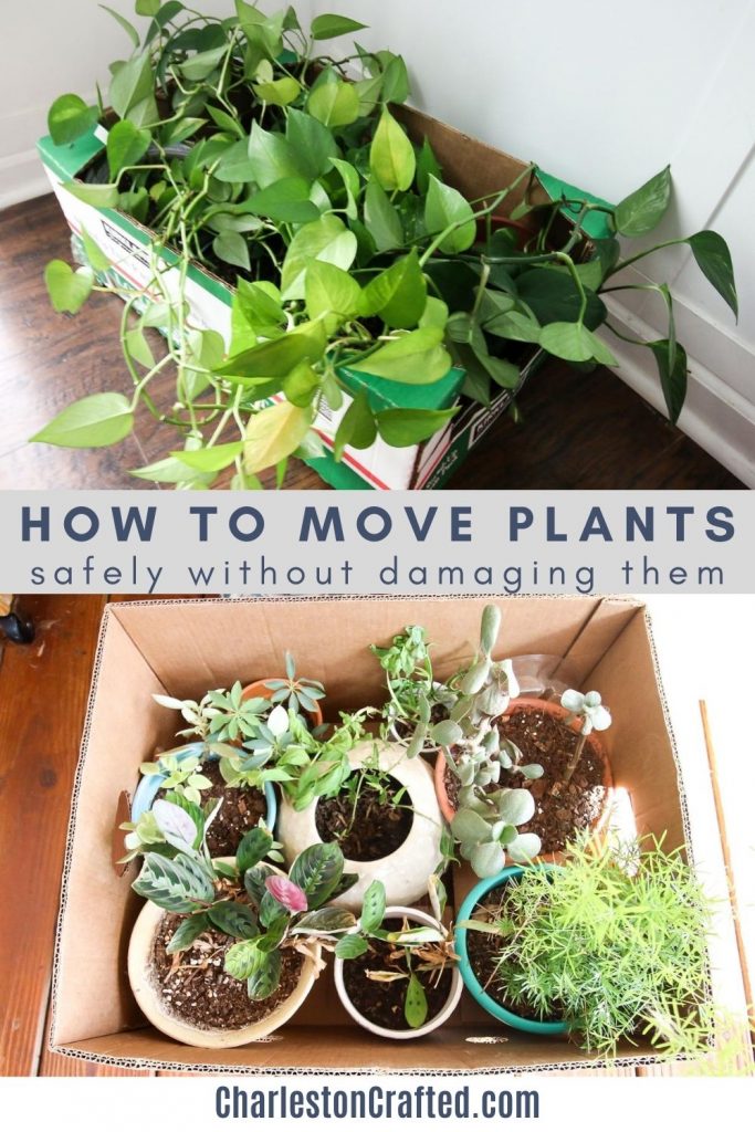 How to pack house plants for moving - keep your plants alive