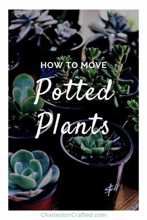 How to pack house plants for moving keep your plants alive