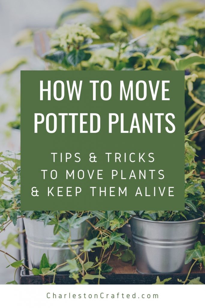 how-to-move-potted-plants-683x1024