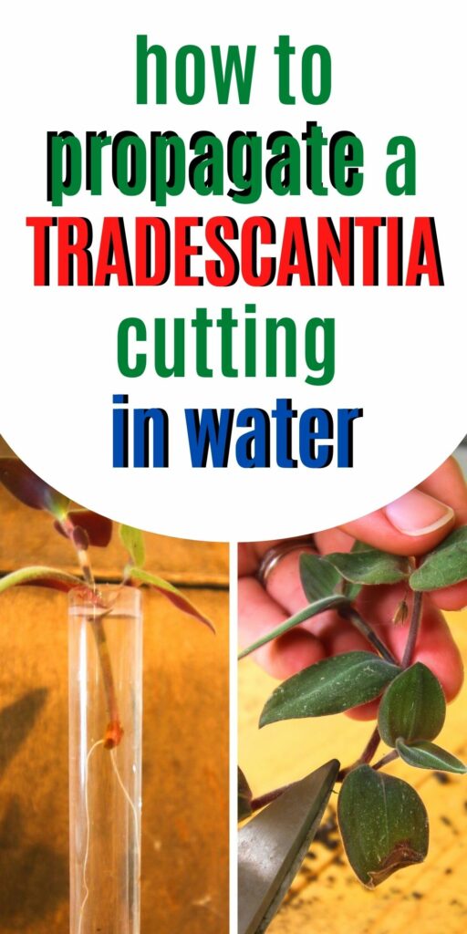 how-to-propagate-a-Tradescantia-cutting-in-water-512x1024