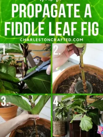 how to propagate a fiddle leaf fig plant