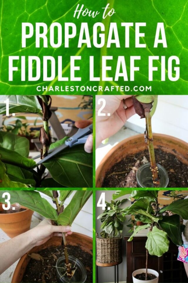 How to propagate a fiddle leaf fig from stem cuttings keep your