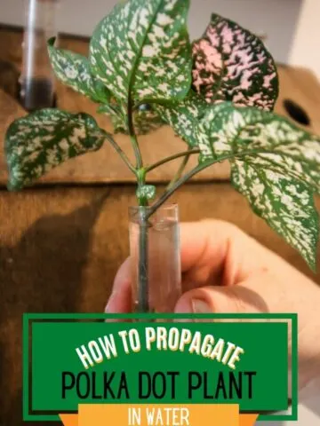 how to propagate a polka dot plant in water