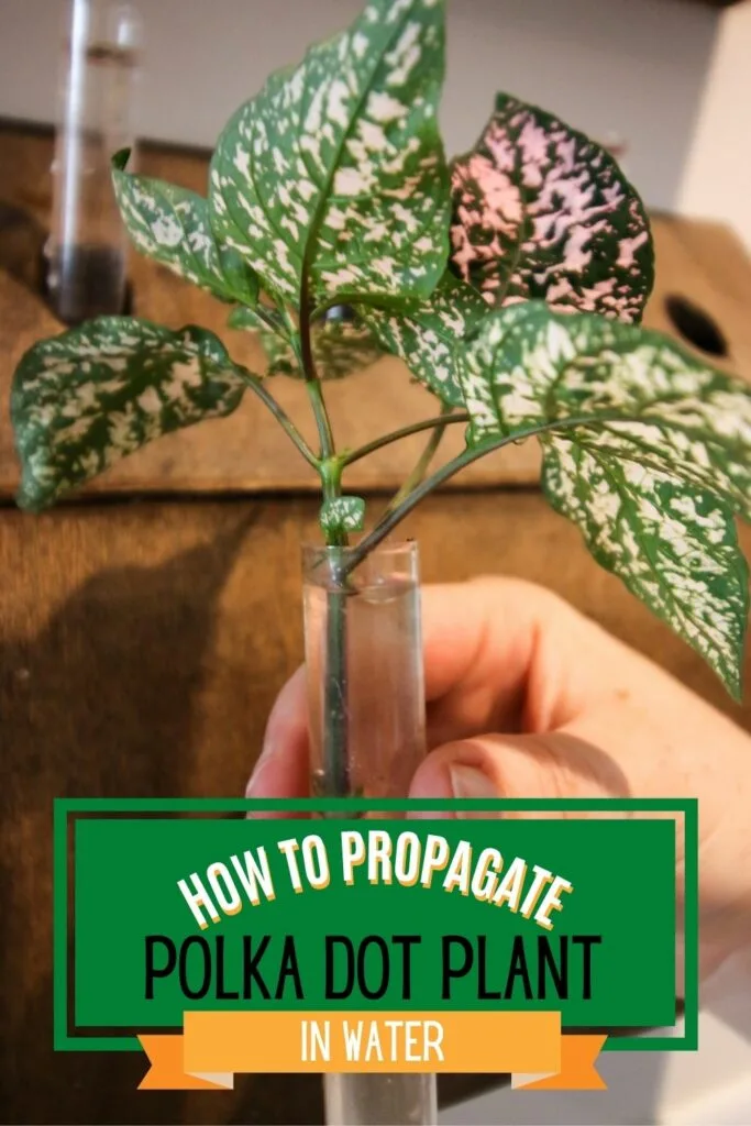 how to propagate a polka dot plant in water