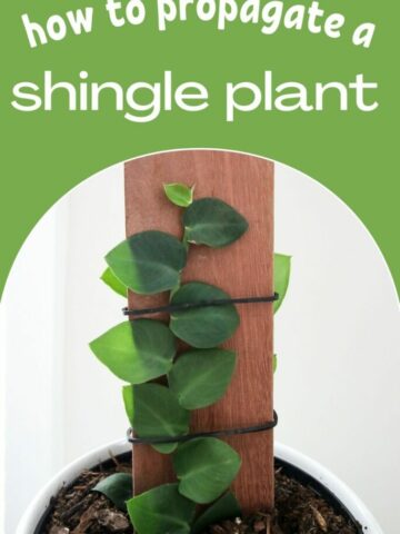 how-to-propagate-a-shingle-plant-683x1024