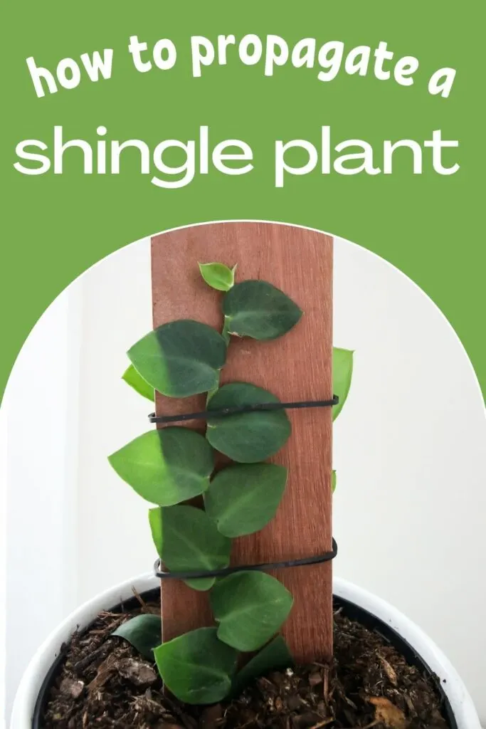 how-to-propagate-a-shingle-plant-683x1024