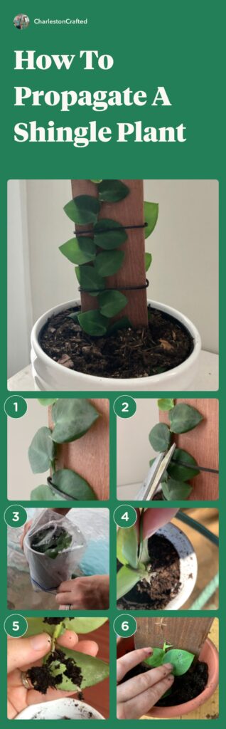 how to propagate a shingle plant step by step