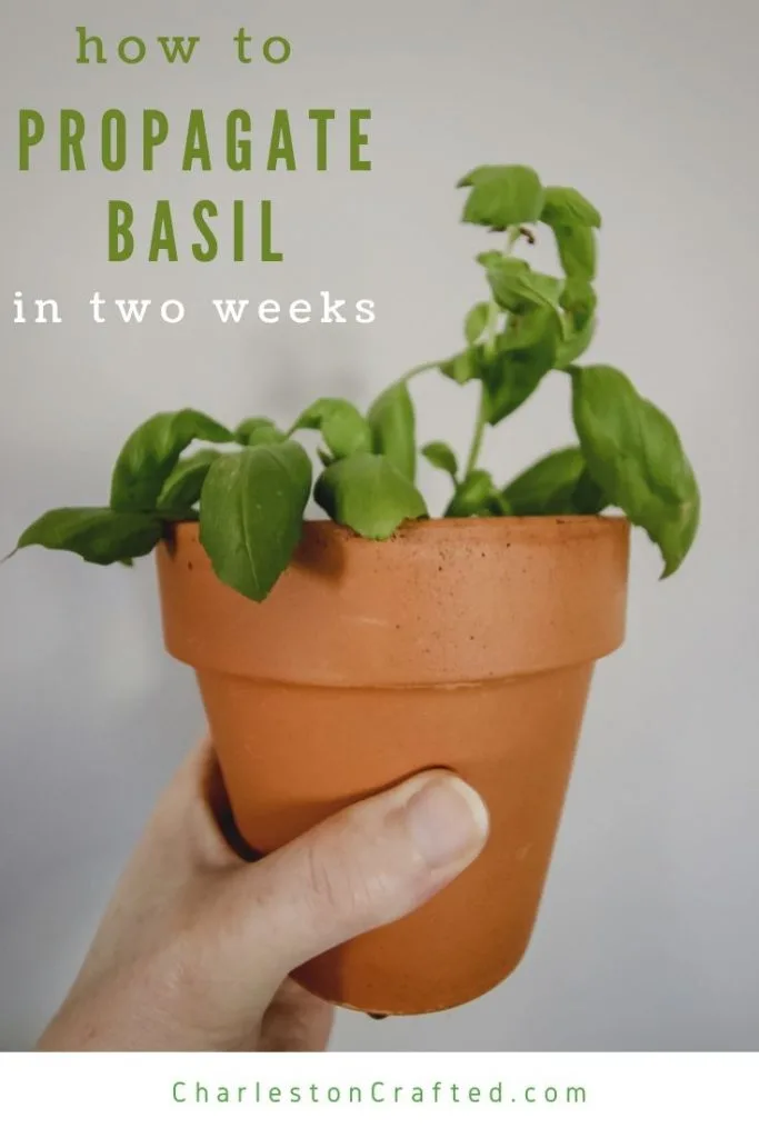 how-to-propagate-basil-in-two-weeks-683x1024