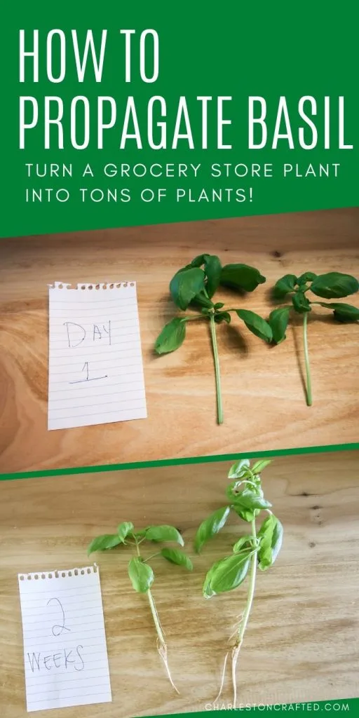 how to propagate basil