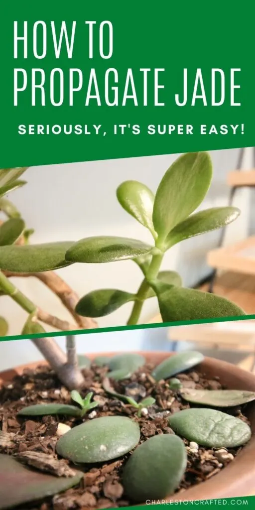 how-to-propagate-jade-512x1024