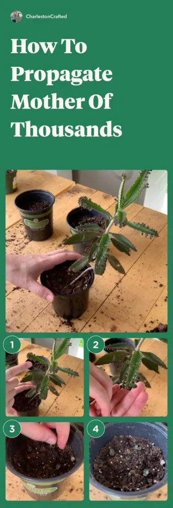 how to propagate mother of thousands step by step
