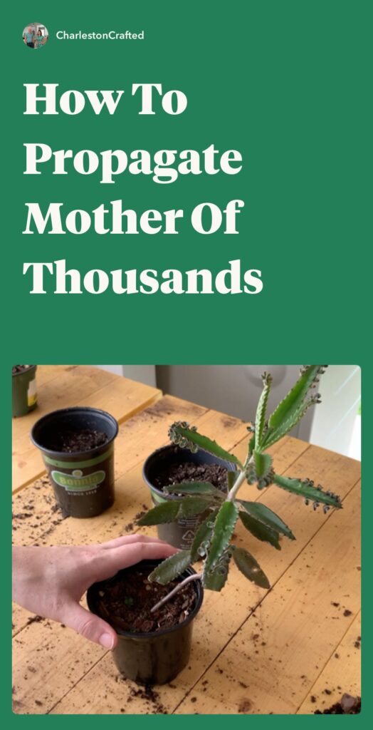 how to propagate mother of thousands