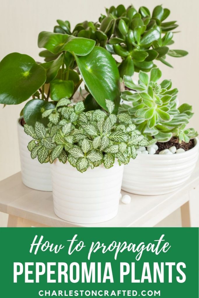 how-to-propagate-peperomia-plants-683x1024