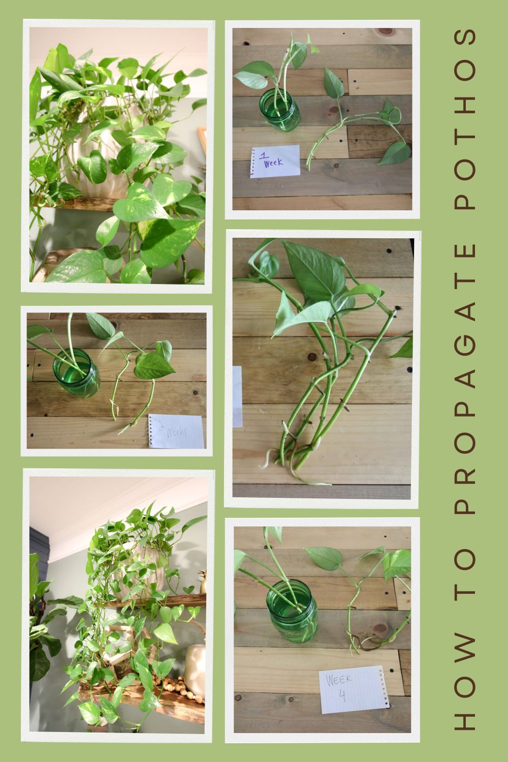 The easiest way to propagate Pothos plants from cuttings!
