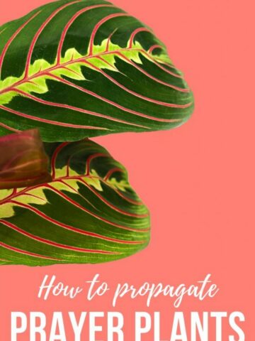 how-to-propagate-prayer-plants-683x1024